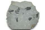Pennsylvanian Plant Fossil Association - Kentucky #252372-1